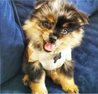 Purebred Breeds Puppies For Sale Seaside Pups Purebred Breeds Puppies For Sale Seaside Pups