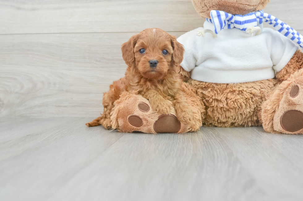 7 week old Cavapoo Puppy For Sale - Seaside Pups