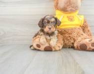 9 week old Cavapoo Puppy For Sale - Seaside Pups