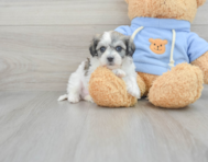 7 week old Havachon Puppy For Sale - Seaside Pups