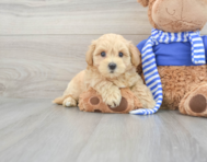 7 week old Maltipoo Puppy For Sale - Seaside Pups