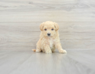 8 week old Maltipoo Puppy For Sale - Seaside Pups