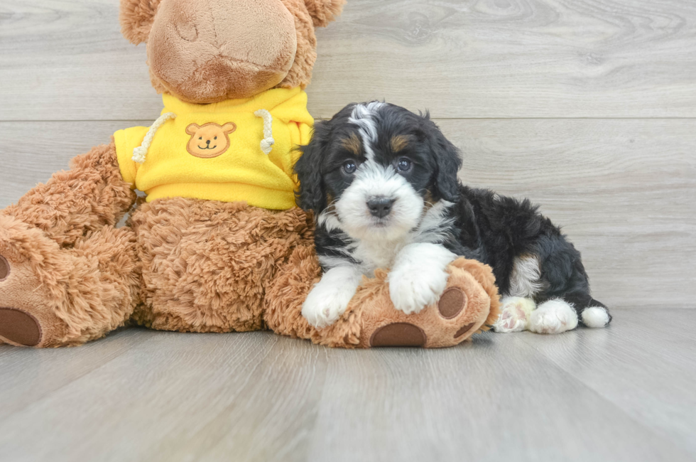 6 week old Mini Bernedoodle Puppy For Sale - Seaside Pups