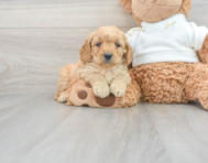 9 week old Mini Goldendoodle Puppy For Sale - Seaside Pups