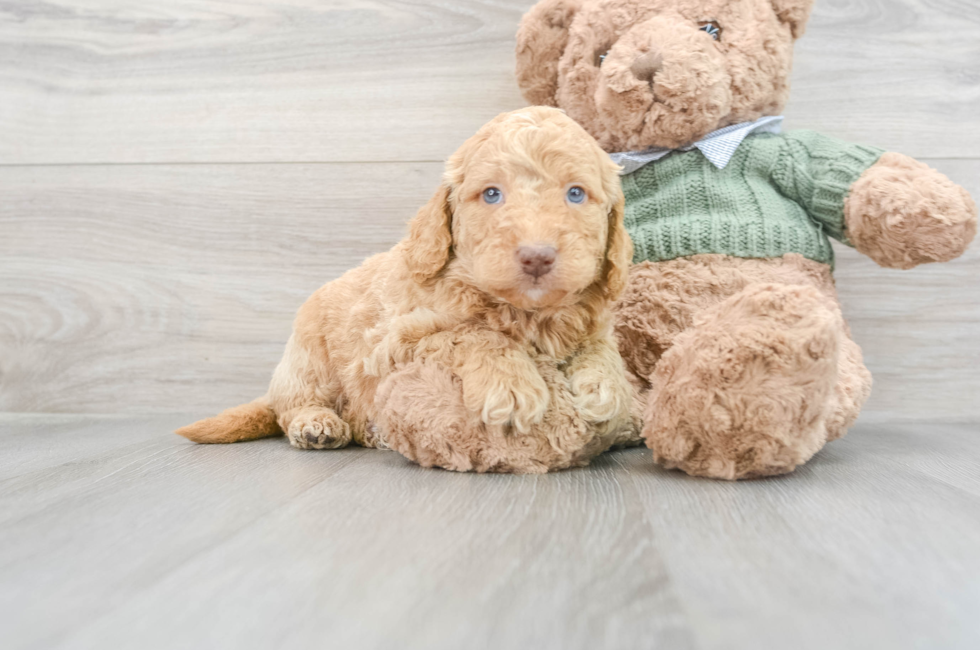 10 week old Mini Goldendoodle Puppy For Sale - Seaside Pups