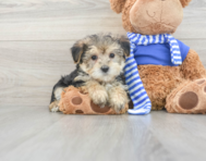 8 week old Morkie Puppy For Sale - Seaside Pups