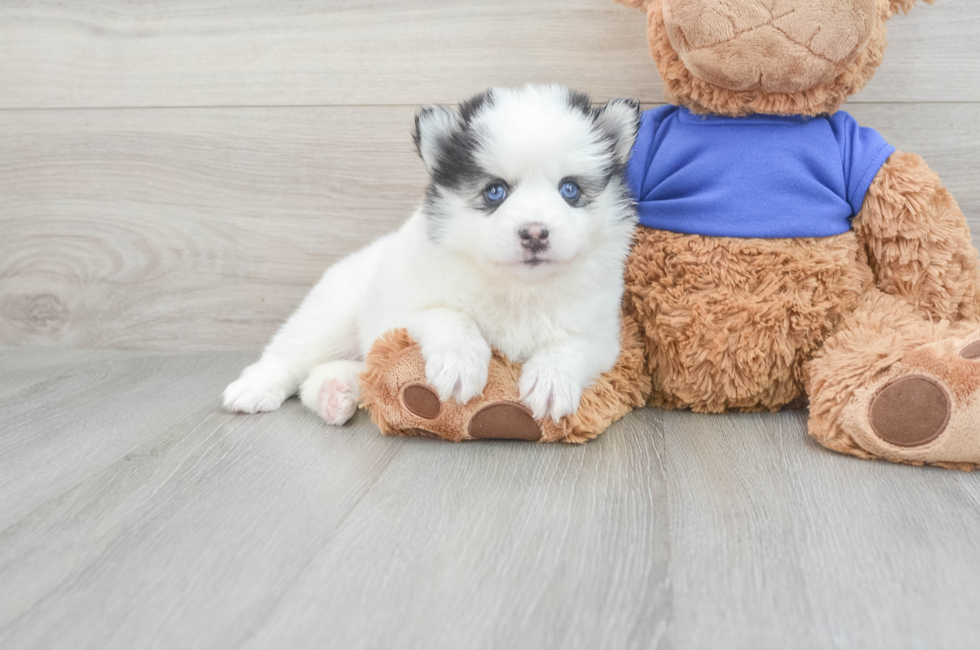 6 week old Pomsky Puppy For Sale - Seaside Pups