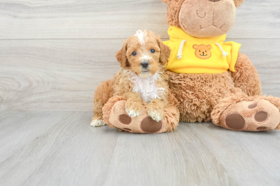 9 week old Poodle Puppy For Sale - Seaside Pups