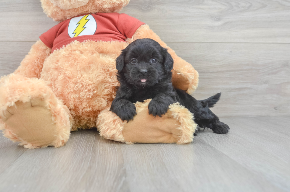 6 week old Shih Poo Puppy For Sale - Seaside Pups