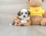 6 week old Teddy Bear Puppy For Sale - Seaside Pups