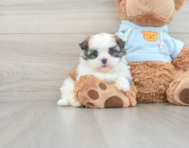 5 week old Teddy Bear Puppy For Sale - Seaside Pups