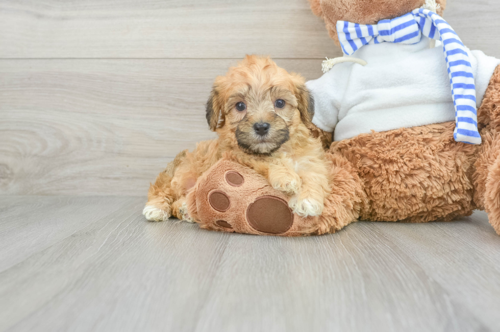 6 week old Yorkie Poo Puppy For Sale - Seaside Pups