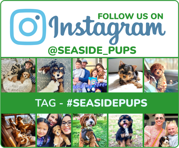 Seaside Pups-instagram