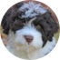 Portuguese Water Dog Puppy For Sale - Seaside Pups