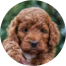 Mini Irish Doodle Puppy For Sale - Seaside Pups