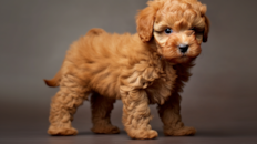 Cute Labrador Poodle Mix Pup