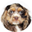 Cocker Spaniel Puppy For Sale - Seaside Pups