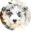 Mini Huskydoodle Puppy For Sale - Seaside Pups