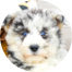Mini Huskydoodle Puppies For Sale - Seaside Pups