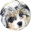 Aussiechon Puppy For Sale - Seaside Pups