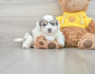 8 week old Aussiechon Puppy For Sale - Seaside Pups