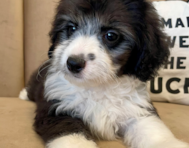 11 week old Aussiechon Puppy For Sale - Seaside Pups
