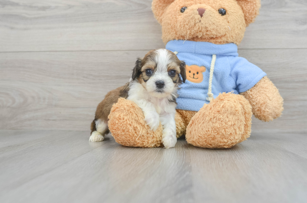 5 week old Cavachon Puppy For Sale - Seaside Pups