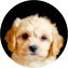 Cavachon Puppy For Sale - Seaside Pups
