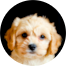 Cavachon Puppies For Sale - Seaside Pups