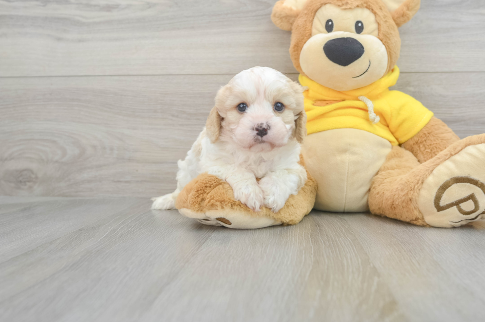 5 week old Cavachon Puppy For Sale - Seaside Pups