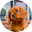 Cavalier King Charles Spaniel Puppies For Sale - Seaside Pups