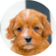 Cavapoo Puppy For Sale - Seaside Pups