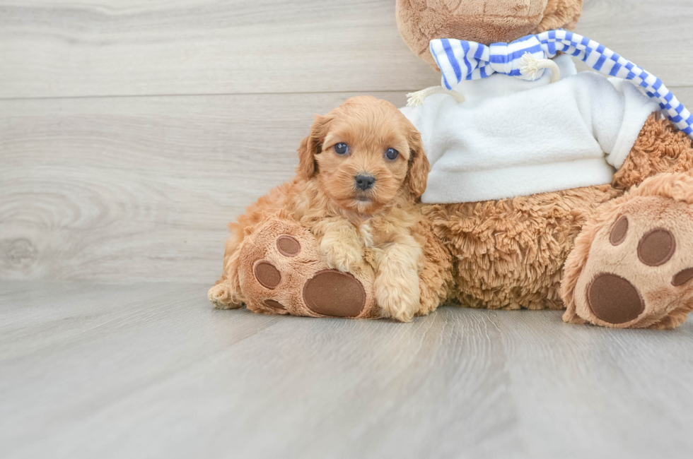 6 week old Cavapoo Puppy For Sale - Seaside Pups