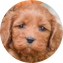 Cockapoo Puppy For Sale - Seaside Pups