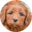 Cockapoo Puppies For Sale - Seaside Pups