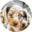 Dachshund Puppies For Sale - Seaside Pups