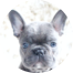 French Bulldog Puppy For Sale - Seaside Pups