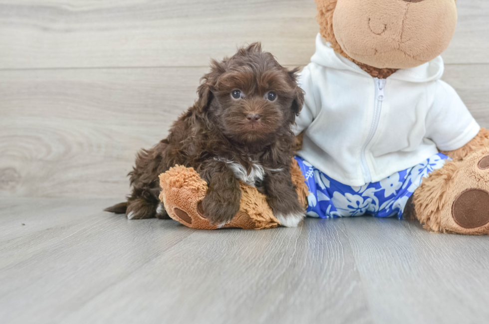 6 week old Havanese Puppy For Sale - Seaside Pups