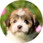 Havanese Puppy For Sale - Seaside Pups