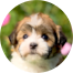 Havanese Puppies For Sale - Seaside Pups