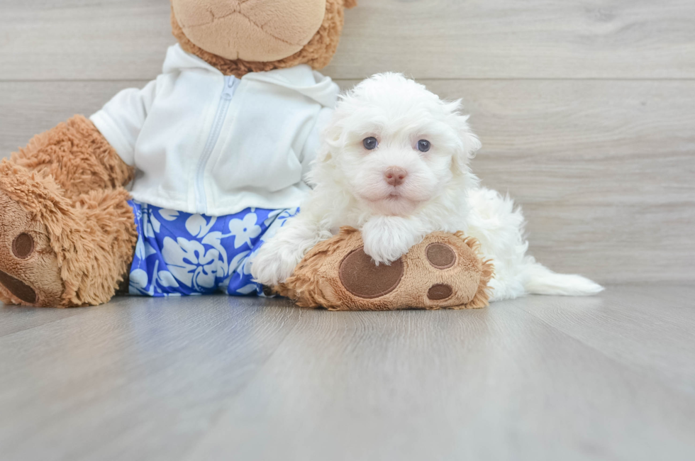 5 week old Havanese Puppy For Sale - Seaside Pups
