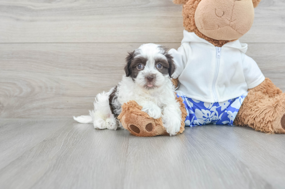 8 week old Havanese Puppy For Sale - Seaside Pups