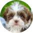 Havashu Puppy For Sale - Seaside Pups