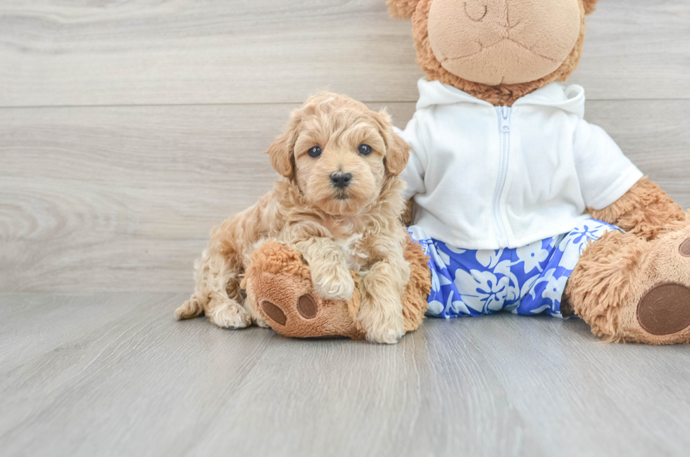 6 week old Maltipoo Puppy For Sale - Seaside Pups