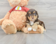 9 week old Mini Aussiedoodle Puppy For Sale - Seaside Pups