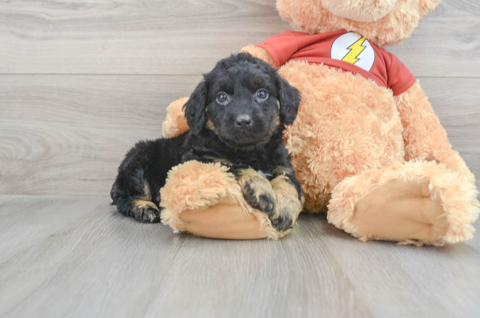 9 week old Mini Aussiedoodle Puppy For Sale - Seaside Pups