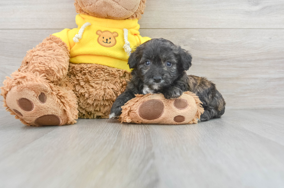 8 week old Mini Aussiedoodle Puppy For Sale - Seaside Pups