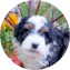 Mini Bernedoodle Puppy For Sale - Seaside Pups