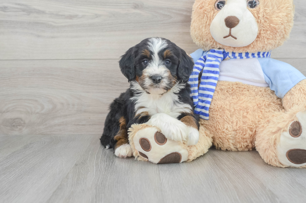 9 week old Mini Bernedoodle Puppy For Sale - Seaside Pups
