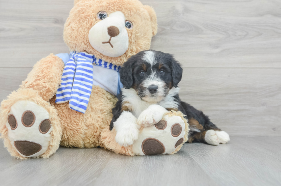 9 week old Mini Bernedoodle Puppy For Sale - Seaside Pups